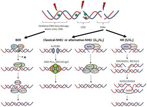 Radiotherapy And The Cellular Dna Damage Response Current And Future