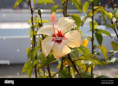 Peach Colored Chinese Hibiscus Hibiscus Rosa Sinensis In Bloom Pix