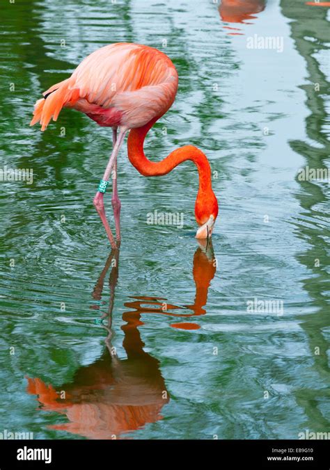 Alimentación del flamenco rosado profundo en el agua verde con el pico