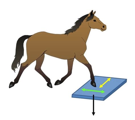 Equine Lameness Exam Flashcards Quizlet