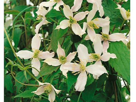 Clematis Montana Wilsonii Merryhatton Garden Centre