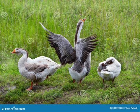 Three Grey Geese Stock Photo Image Of Feathers Environment 33272528