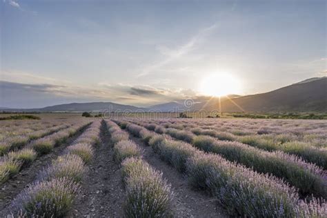 Sunset Over a Lavender Field Stock Photo - Image of beauty, herb: 120022672