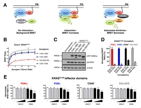 Figure 1 From Bret Based Ras Biosensors That Show A Novel Small Molecule Is An Inhibitor Of Ras