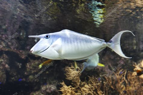 Fish with horn | Coral fish with horn underwater. — Stock Photo ...