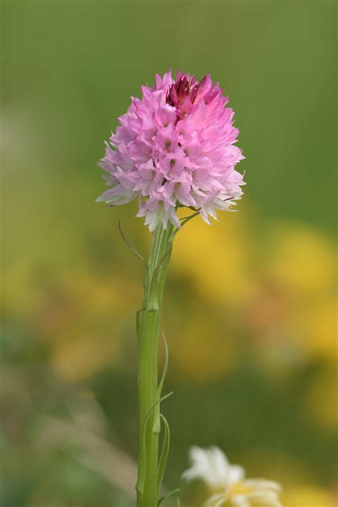 Nigritella Lithopolitanica 2021 07 06 Ausztria Flickr