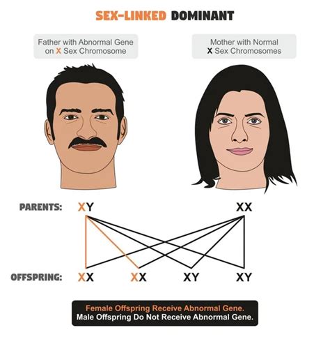 Autosomal Dominant Hereditary Trait Infographic Diagram Including