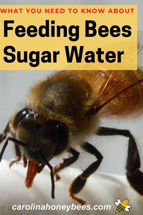 Feeding Bees Sugar Water A Complete Guide Carolina Honeybees