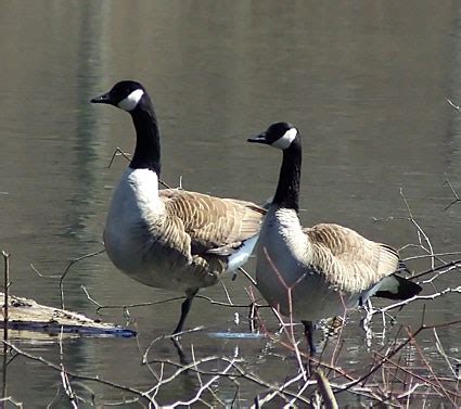 Canada Goose, Identification, All About Birds - Cornell Lab of Ornithology