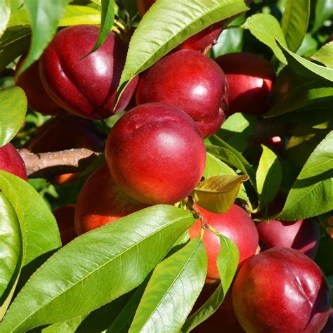 mexican plum tree size - Near Grand Weblog Photographs