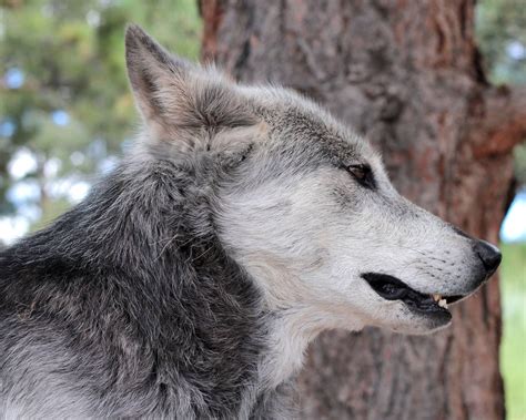 Rocky Mountain Wildlife Foundation Guffey Colorado