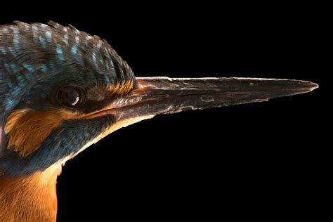 Eurasian Kingfisher Alcedo Atthis Ispida Joel Sartore