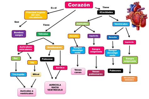 Blog De Evidencias De Fisiologia Medica De Bryanda Eriacema Higuera