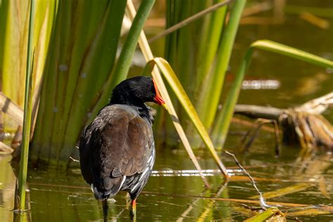 Gallineta Común Common Moorhen Gallinula Chloropus Flickr