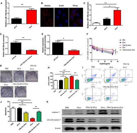 MiR106a5p Is Enriched In Cisplatinresistant Cellderived Exosomes