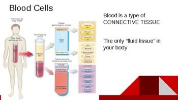 Anatomy & Physiology Ch 12 PPT- Blood by Luna's Library | TPT 