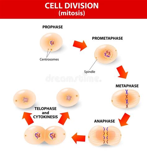 Mitosis Process Cell Division Stock Vector Illustration Of Eukaryote Mitosi 34760732