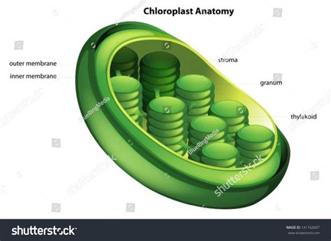 Illustration Showing The Chloroplast Anatomy Royalty Free Stock