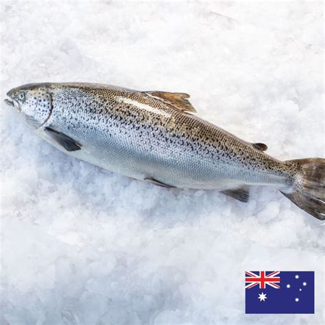 Tasmanian Farmed Atlantic Salmon Ifish Hong Kong