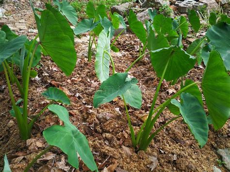 Taro Plant Stock Image Image Of China Chinese Eddoe