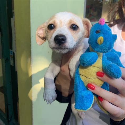 Contact Us Tri County Animal Rescue Best In Animal Rescue Service