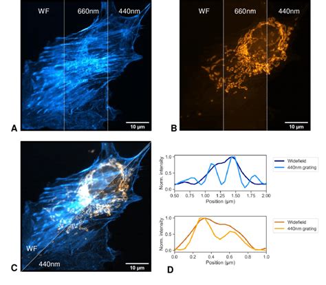 images  fixed bpae cells  mitochondria labelled  mitotracke
