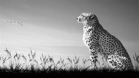 White Cheetah Wallpapers Wallpaper Cave