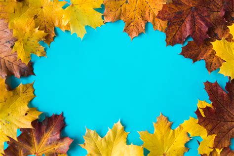 Download Best Autumn Leaves With Blue Background Wallpaper