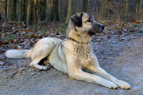 9 Hardy Facts About Anatolian Shepherds | Mental Floss