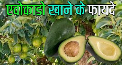 एवोकाडो खाने के 15 गुणकारी फायदे Avocado In Hindi Meaning