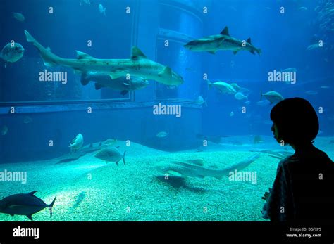 Osaka aquarium, Osaka, Japan Stock Photo - Alamy