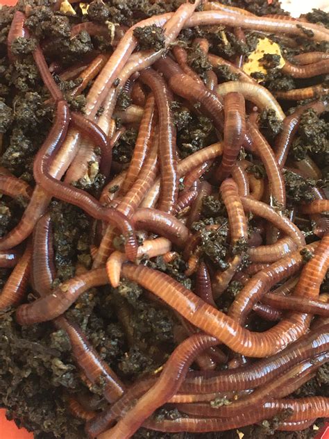 Red Wiggler Worms Compost