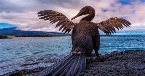 Flightless Cormorant Galapagos Island Ecuador