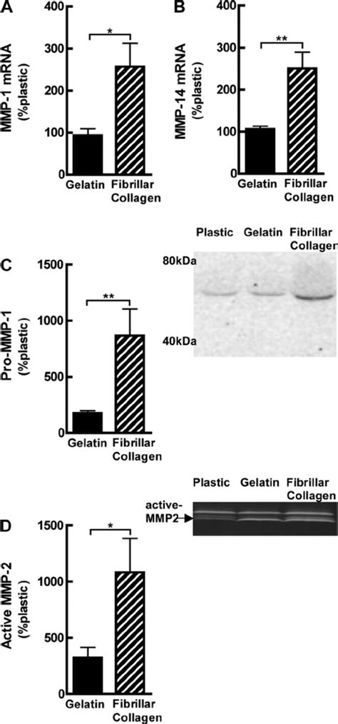 Fibrillar Collagen Modulates Collagenolytic Matrix Metalloprotease