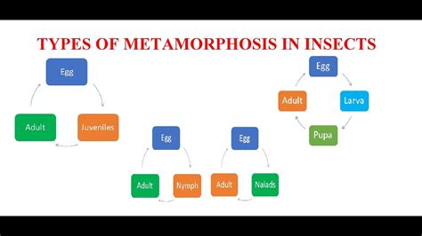 METAMORPHOSIS IN INSECTS| Ametabola| Hemimetabola| Paurometabola ...