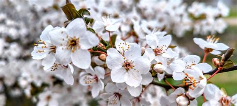 cerezo silvestre歐洲甜櫻桃Prunus avium sweet cherry 2 Flickr