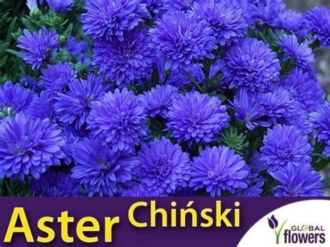 Aster Chi Ski Peoniowy Niebieski Callistephus Chinensis Sklep