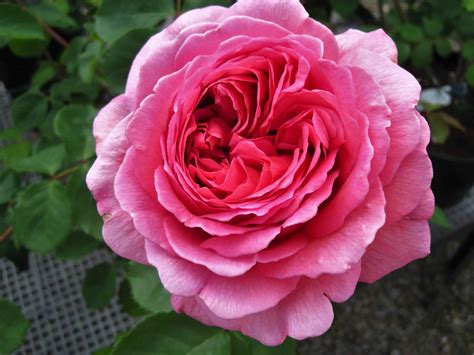Foto Gratis Rose Petalo Fiore Flora Foglia Natura Macro Pianta