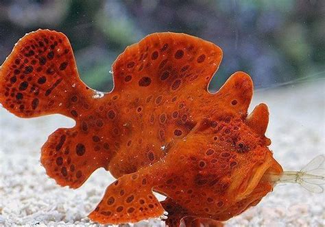 Can You Keep An Angler Fish As A Pet 10 Tips Cartwisely