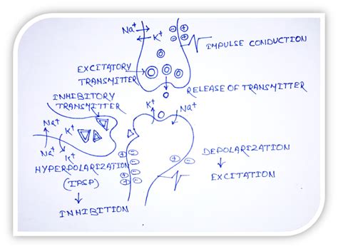 Neurohumoral Transmission