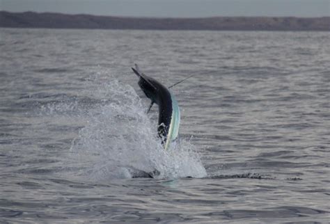 power house fishing fishwreckedcom fishing wa fishing