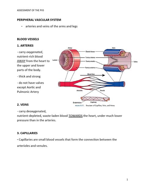 1 Peripheral Vascular System | PDF