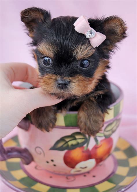 Teacup Yorkie And Teacup Chihuahua Mix | Teacup Yorkie