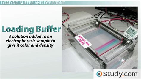 Gel Electrophoresis Simulation Worksheet - Ivuyteq