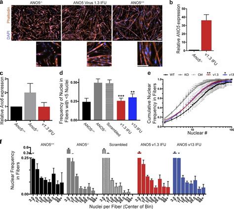 Exogenous Ano5 Expression Rescues Ano5−− Mpc Fusion A Download