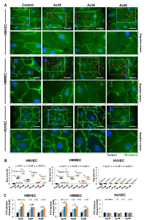 Figure From Gold Nanoparticles Induced Endothelial Leakiness Depends