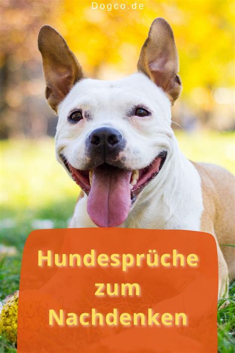 Hundesprüche 150 schönsten Sprüche Zitate und Weisheiten