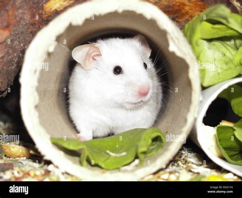 Kids Pet Hamster Hi Res Stock Photography And Images Alamy