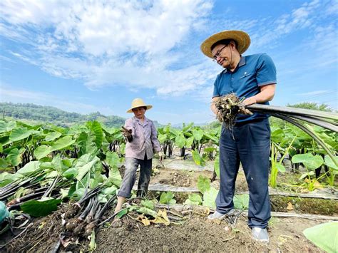 福建永定：“芋”见好收成 村民采摘忙