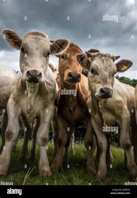 Cows Lined Up Hi Res Stock Photography And Images Alamy